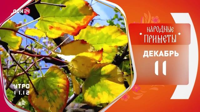 Гость из Юг-Леса в телевизоре Дон24