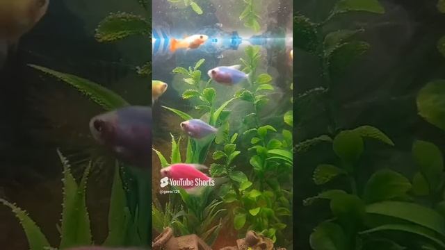 Настя.mp4