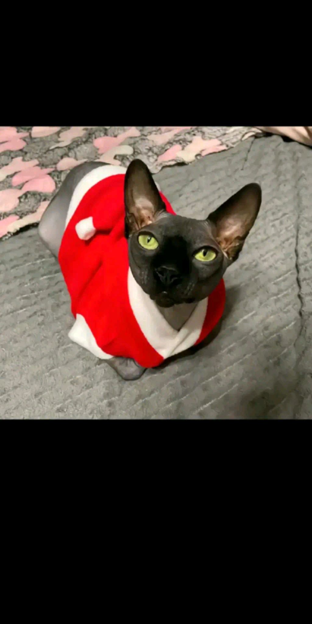 жопа