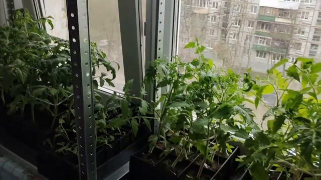 Рассада на подоконнике. Полки, стеллажи, домашние парники.
