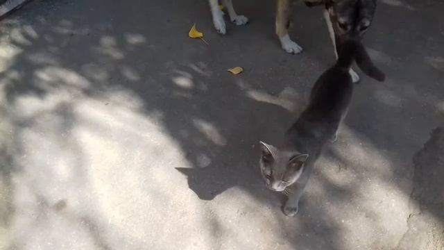 Ищем дом для кошечки.Looking for a house for cats
