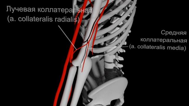 Артерии Верхней Конечности (СХЕМАТИЧНО) | Medanatfarm