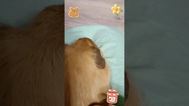 глажу Фантика он пушистый 🍪