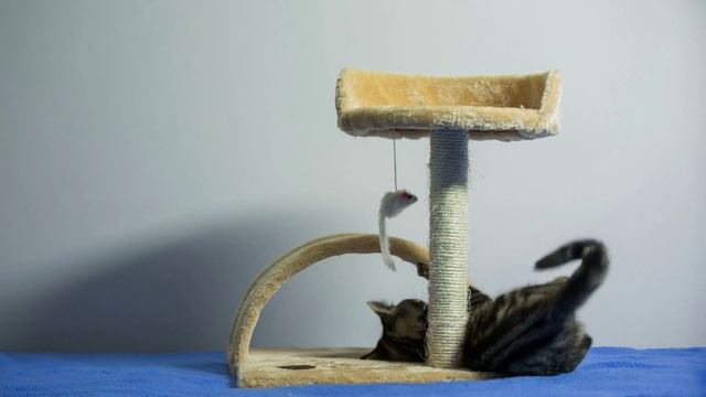 🐾 Какие товары для кошек выбирают чаще всего?