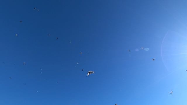 20.12.24 г. Андижанские голуби (3)