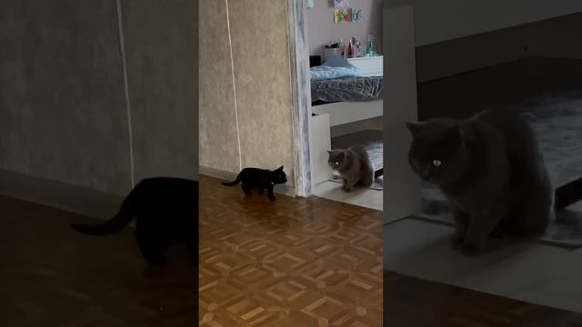 Девчонки пытаются подружиться ♀️#shorts #cats #блэки