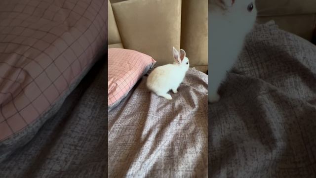 Такой милашка🐰