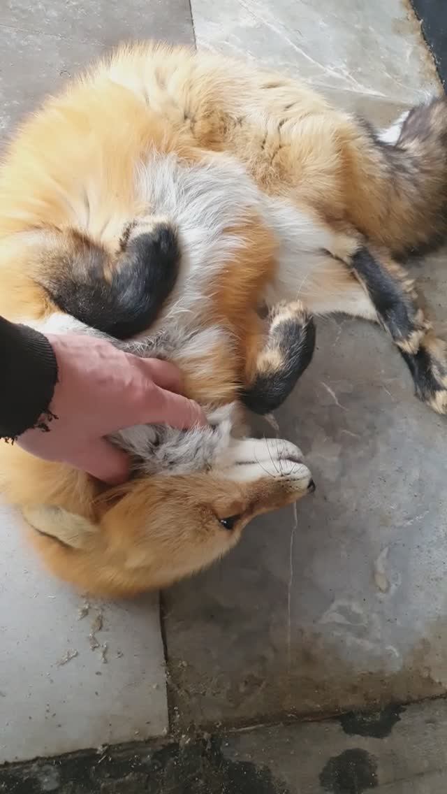 #лиса то же любит #ласку