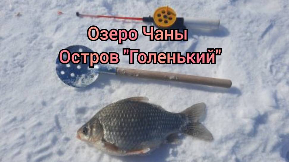остров Голеньгий