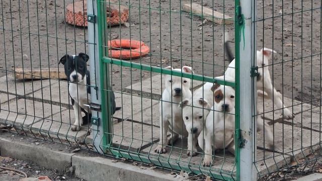 VID_20241220_161345.mp4