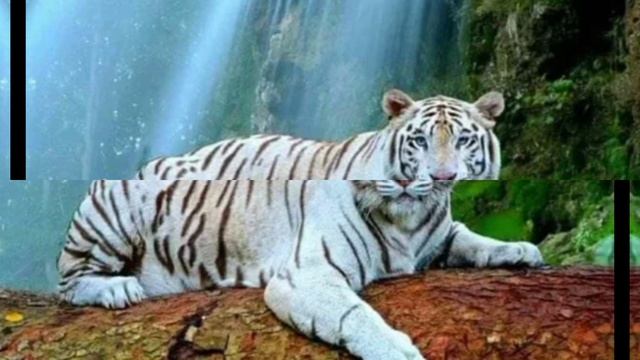 ВИДЕО ПРО РАЗНЫХ ЖИВОТНЫХ ПОЖАЛУЙСТА ПОДПИШИСЬ 🙏!!