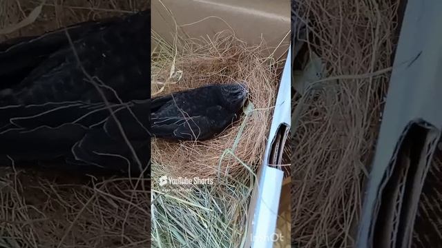 Неожиданный постоялец 🐦