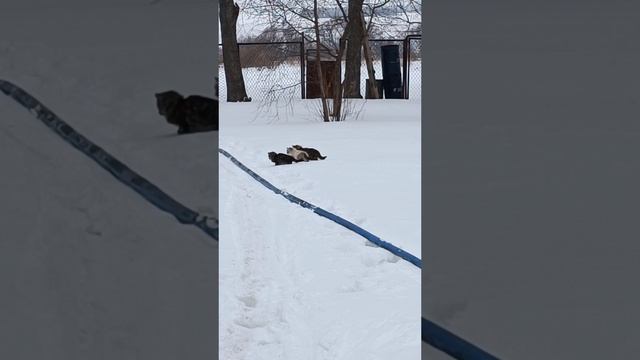 ЗАБАВНЫЕ ЖИВОТНЫЕ 🐕