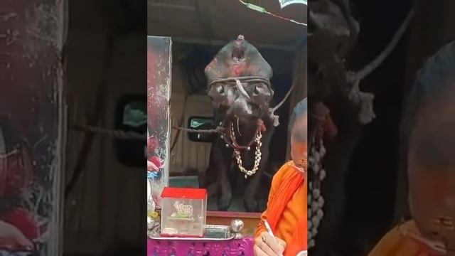 ткуда берутся эти создания?