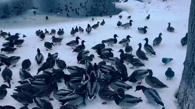 -8275975323510326606москва, Ростокино.