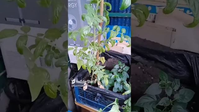 Лето продолжается