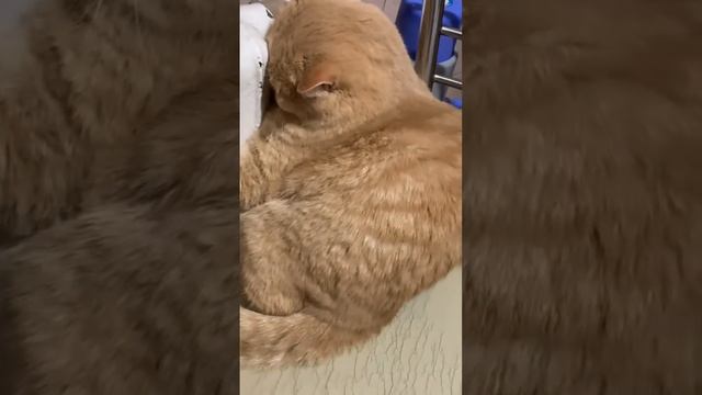 Скорее бы весна...