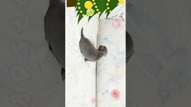 голубой кобелёчек чихуахуа