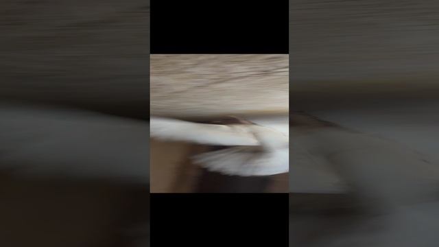 Дойные бакинские голуби