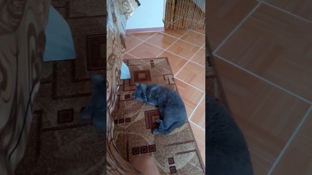 котик катается 🐈