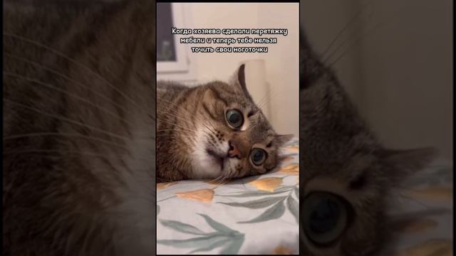 Ремонт и перетяжка мебели по всему Крыму