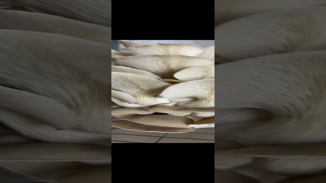 Обучаю выращиванию Грибов ДОМА