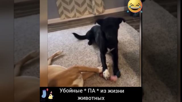 УБОЙНЫЕ,, ПА ,, из ЖИЗНИ ЖИВОТНЫХ