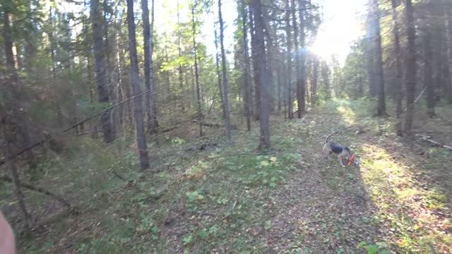 Русская гончая Побудка (Стрелка) (2 года 5 месяцев). Охота на зайца беляка. Добыли одного зайца