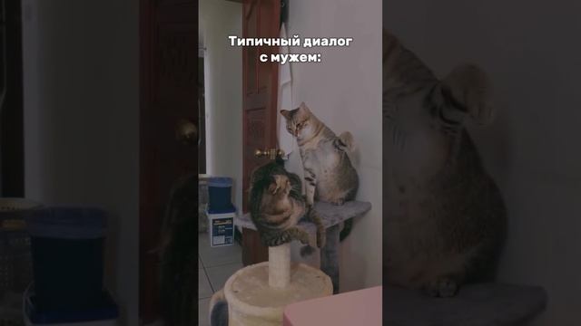 Было?! 😹