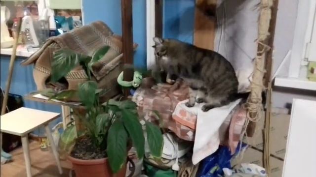 bad,naughty cat