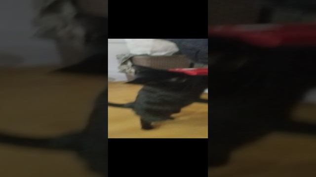 VID_20241217_172438.mp4