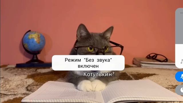 если котики ходили в школу