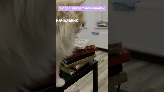 Все время не хочу🤣