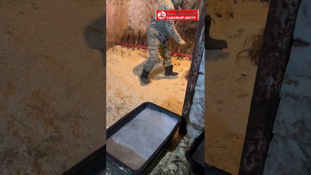 Холодильник поэтапно📽️