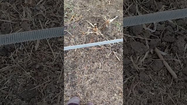 Моя школка для саженцев винограда, инжира, плодовых саженцев.