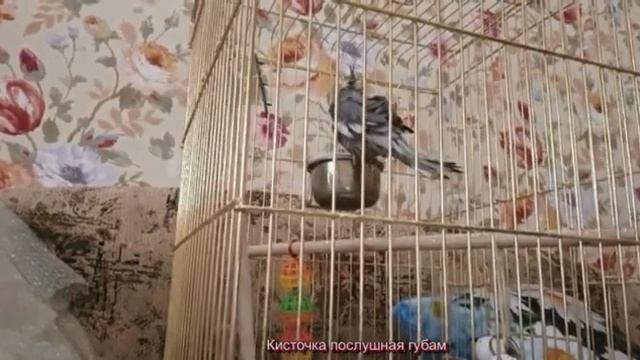пернатые друзья и новый друг Егор - май2024