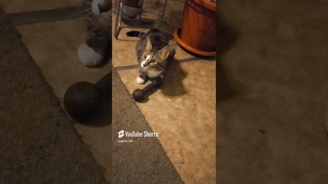 пилите Жора пилите.mp4