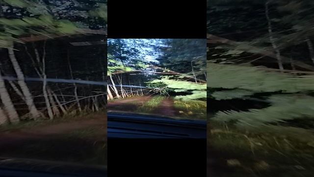 ночное ориентирование