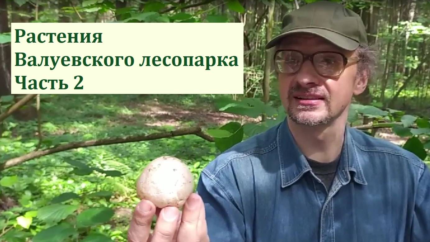 Краеведческий понедельник  — Растения Валуевского лесопарка. Часть 2