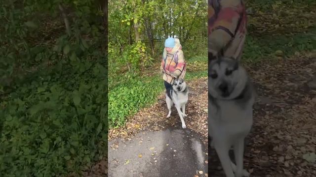 Джози. Собачья радость.