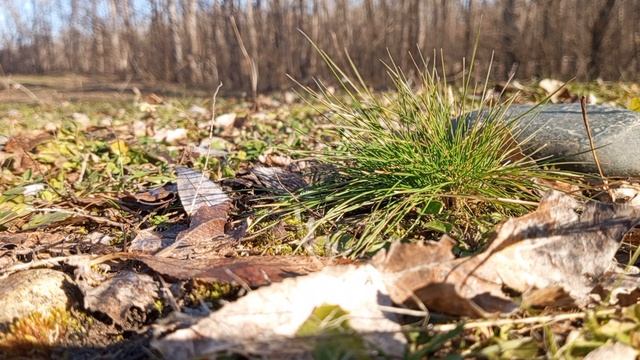 Осенняя листва и трава (21.12.2024)