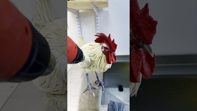Купание петуха для выставки на званом ужине