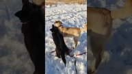 Норман и Найси. #ногинскийприют_норман #ногинскийприют_найси #ногинскийприют #норман_нп #найси_нп