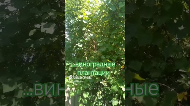 Деревенское наследство)#лето #деревня#деревнямоя