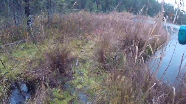 На болота в телеге.ПОЙМАЛИ ТОЛЬКО ДЕВОЧКИ.В ЧЕМ СЕКРЕТ?ЧЁРНАЯ ЩУКА ДИКОГО ОЗЕРА ЧАСТЬ 2