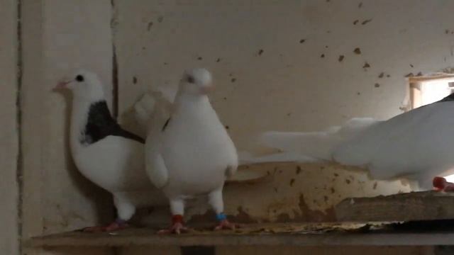 27 октября 2022 г..mp4