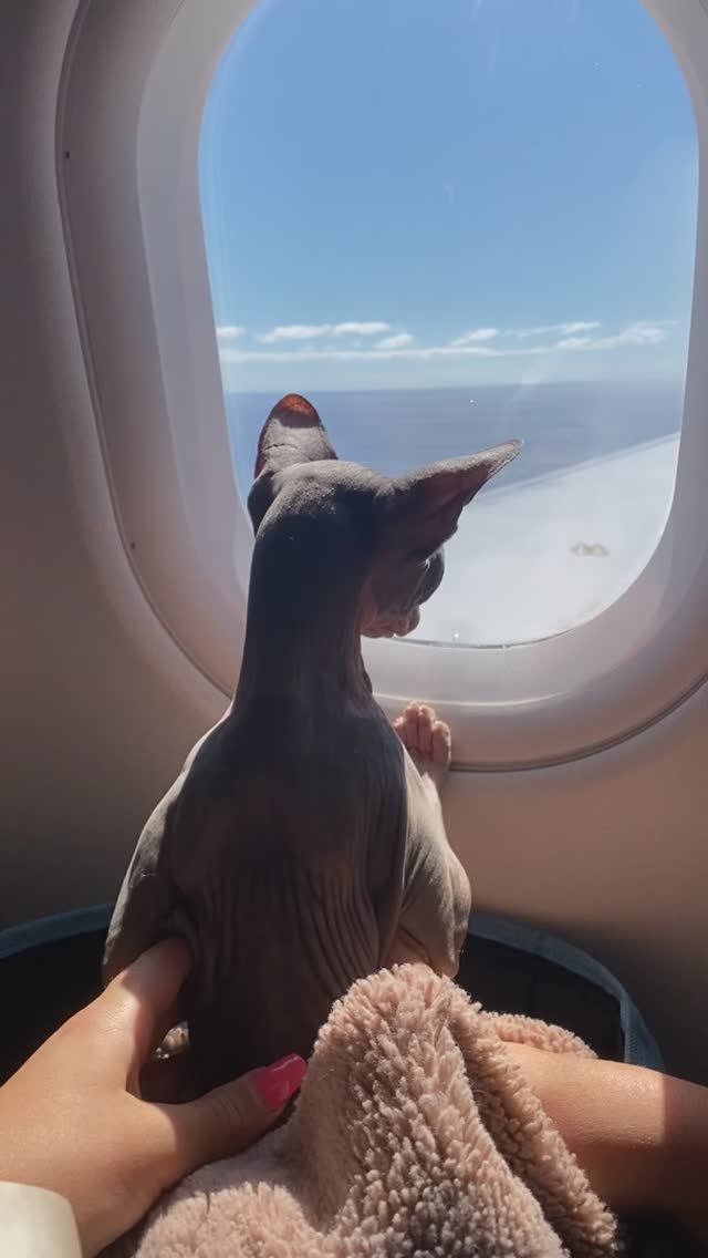 Кот летит на самолете
