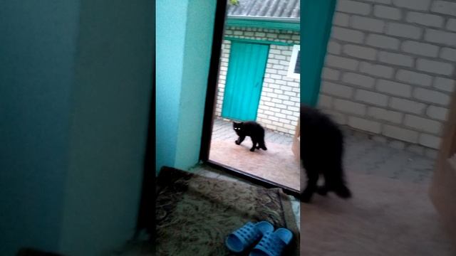 Грозный пушистик.mp4
