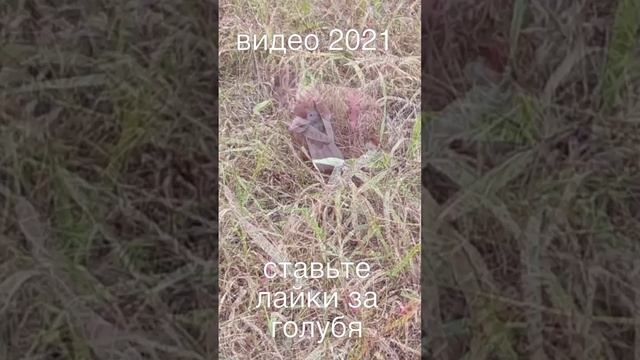 лайк