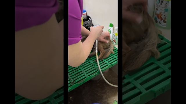 Спасение малыша Экста #приют #животные #приютдлясобак #собака